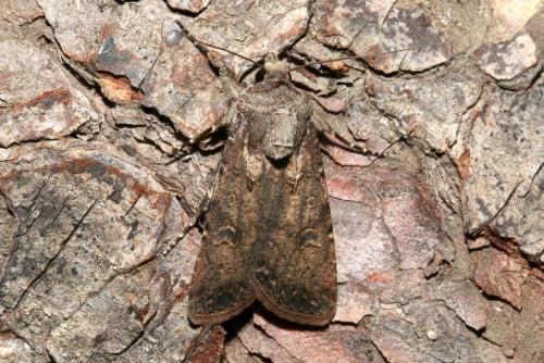 Réf. 186 436 : Agrotis segetum